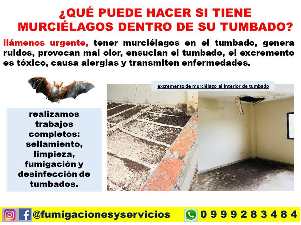 MURCIELAGOS EN SU TUMBADOS (PLAGAS)