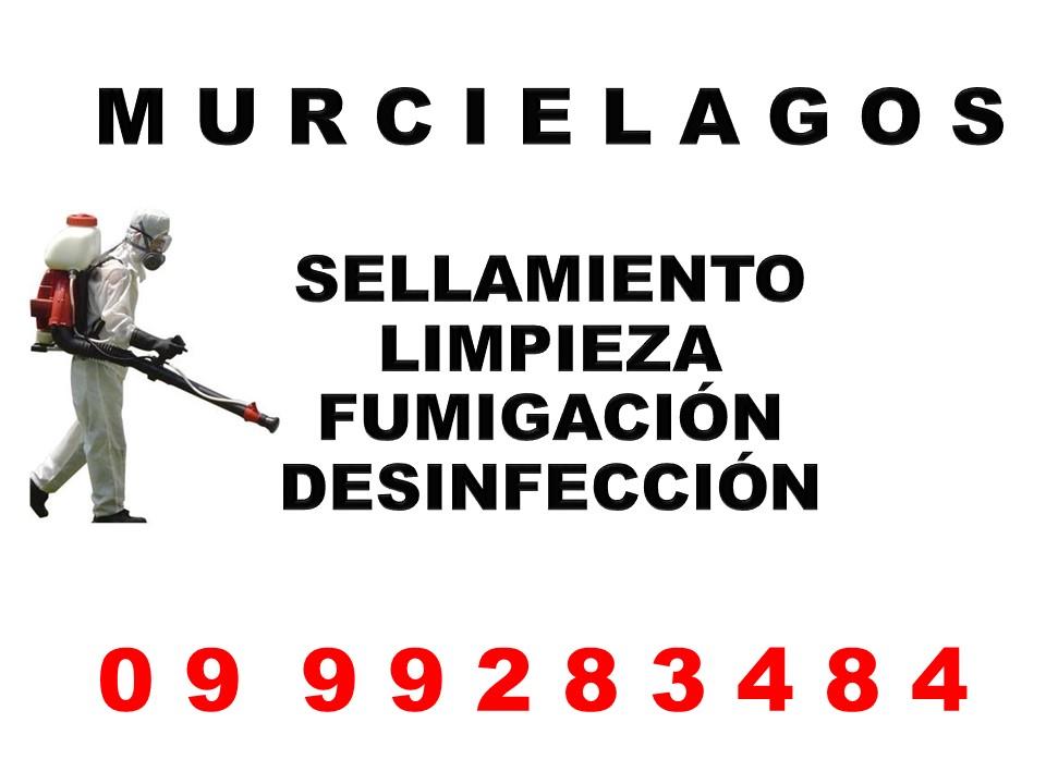 LIMPIEZA DE TUMBADOS ( MURCIELAGOS )