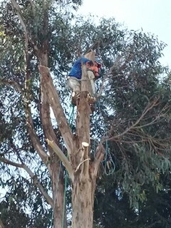 podamos tus árboles profesionalmente