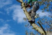 Servicios profesionales poda y tala de árboles y palmeras