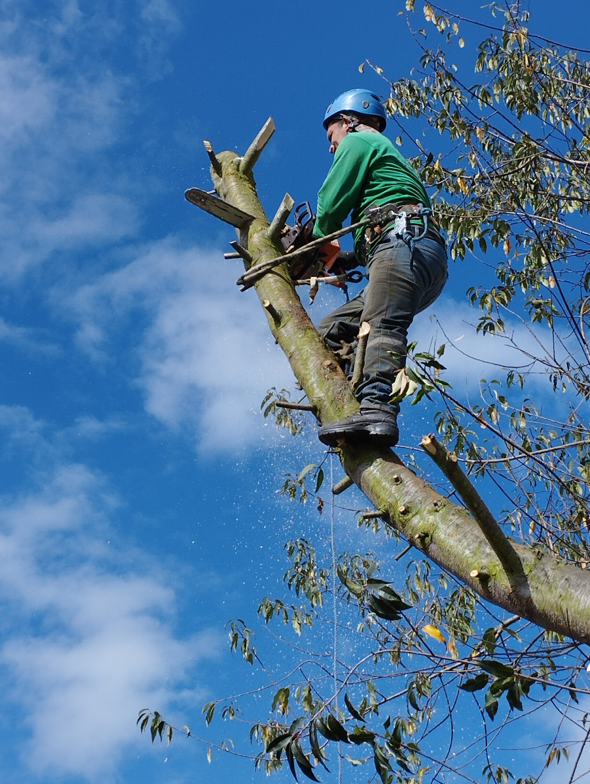 Servicios profesionales poda y tala de árboles y palmeras