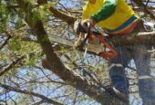 Servicios profesionales poda y tala de árboles y palmeras