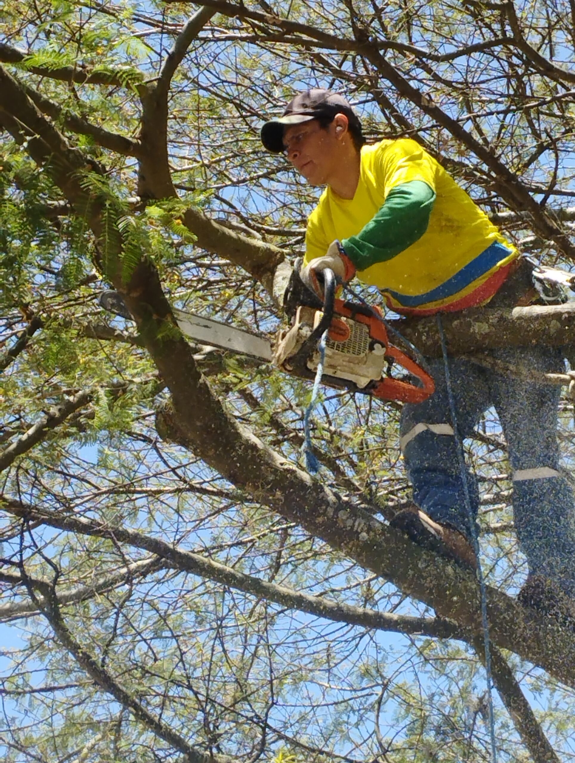 Servicios profesionales poda y tala de árboles y palmeras