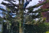 Servicios profesionales poda y tala de árboles y palmeras