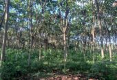 Terreno en Archidona:1ha a solo 4 km del centro