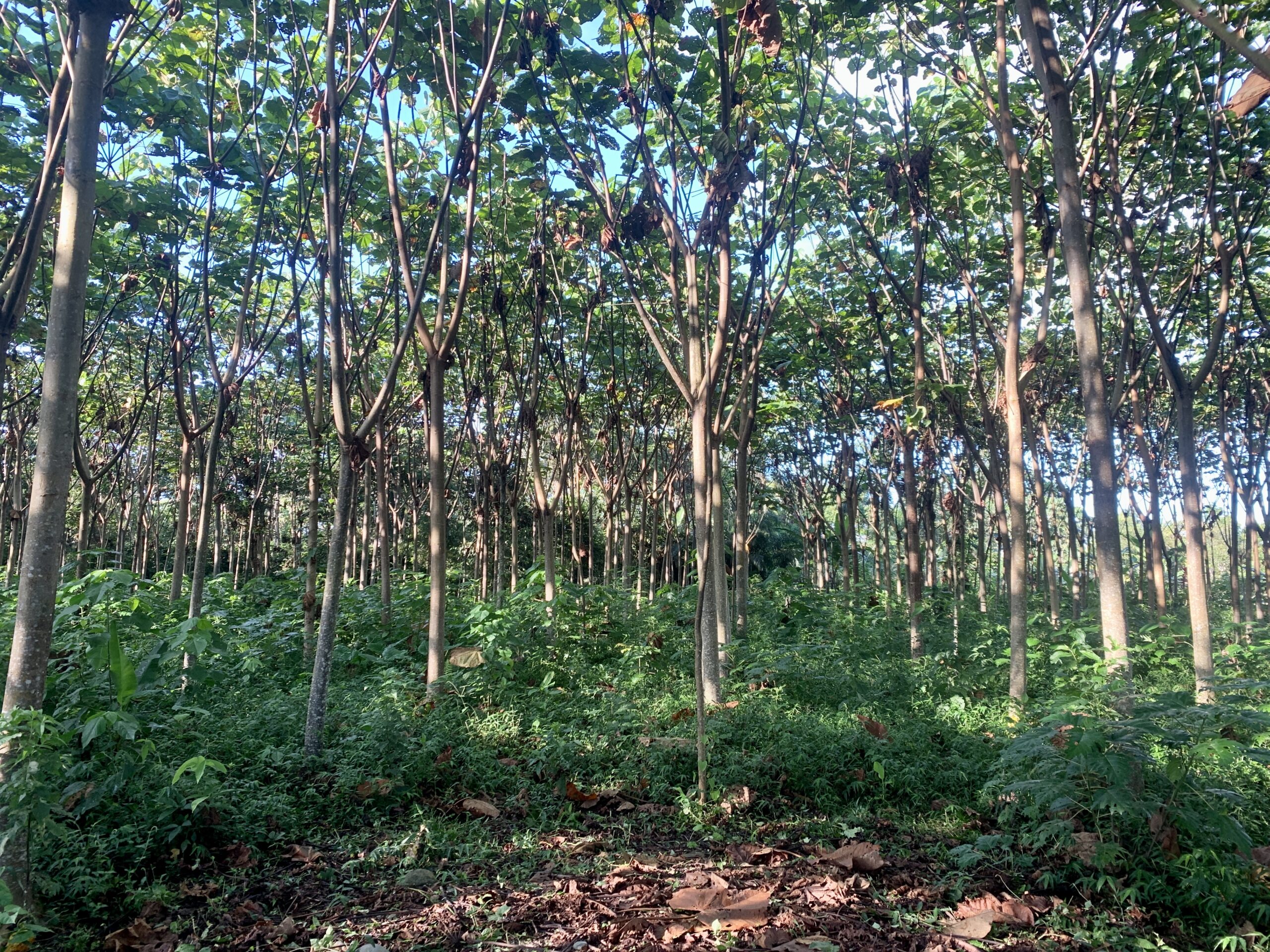 Terreno en Archidona:1ha a solo 4 km del centro