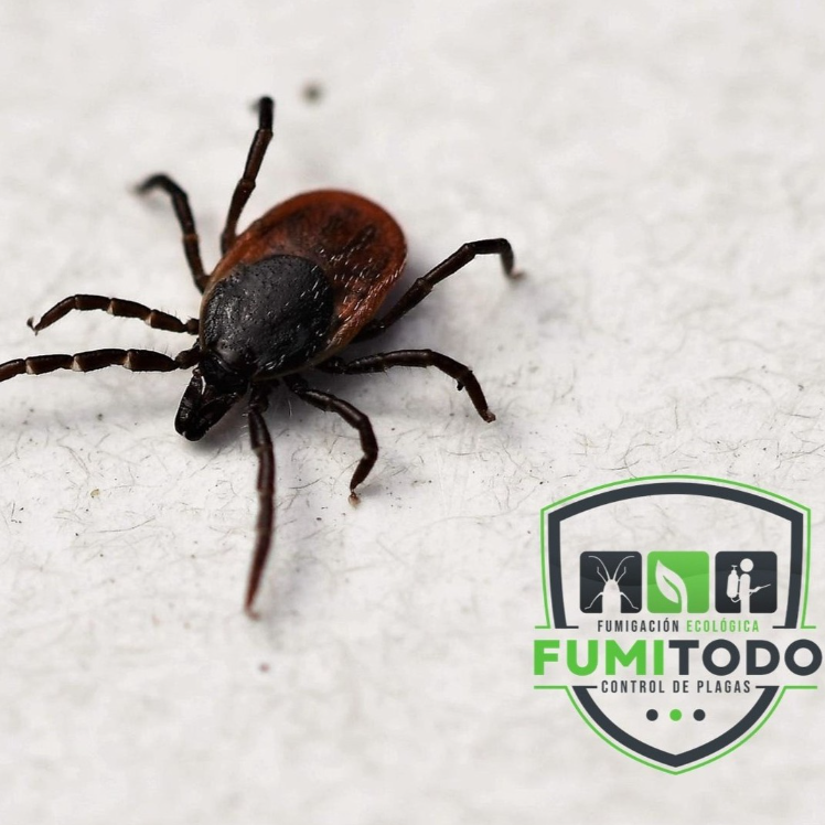 FUMIGACIONES Y CONTROL DE PLAGAS – FUMITODO EC