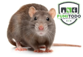 FUMIGACIONES Y CONTROL DE PLAGAS – FUMITODO EC