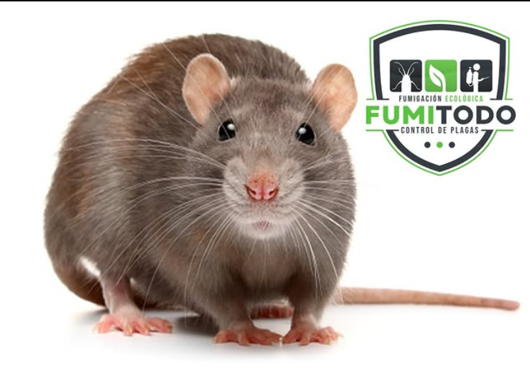 FUMIGACIONES Y CONTROL DE PLAGAS – FUMITODO EC