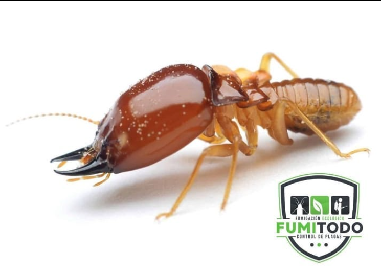 FUMIGACIONES Y CONTROL DE PLAGAS – FUMITODO EC